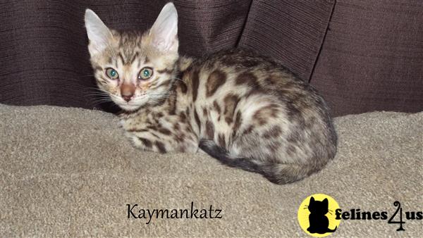 jmiller@kaymankatz.com Picture 2